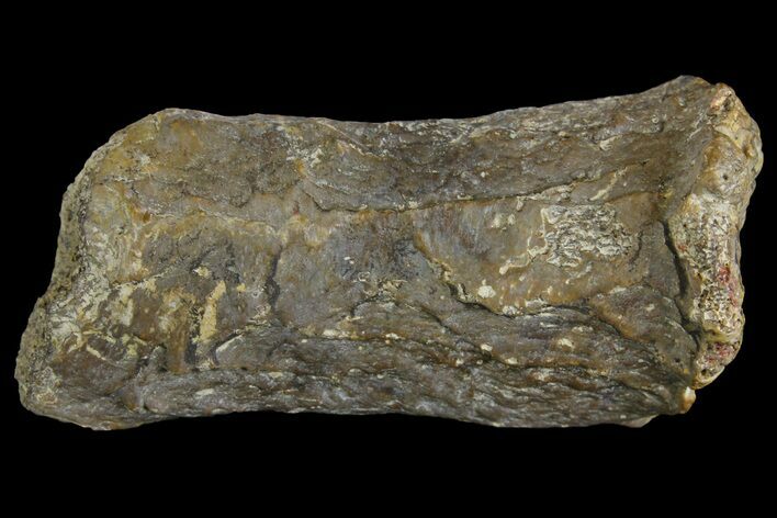 Fossil Amphibian (Eryops) Dorsal Vertebra Process - Texas #155143